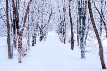 Jak ochránit stromy před mrazem?