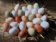 Čerstvá vajíčka z volného chovu